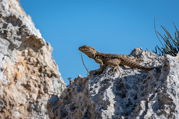 Portrait of a Cypriot lizard on a white stone. Natural habitat