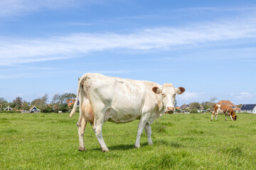 Naklejka na ściany i meble Dairy cow, white blonde, standing in the field, fully length looking at the camera, side view, horizon, under a blue sky