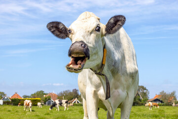 Funny cow chokes on her own tongue, portrait of a cow laughing with mouth open, showing gums and...