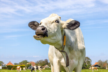 Funny cow grimace, portrait of a cow laughing with choking mouth, Terschelling village and blue sky...
