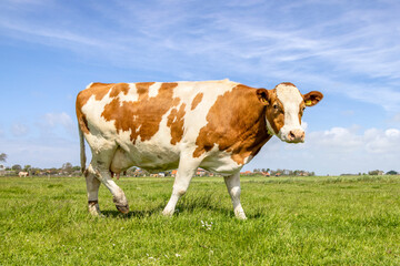 Fototapeta na wymiar Brown and white cow, walking in field, passing by in the pasture under a blue sky
