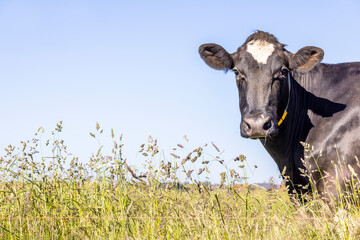 Cow right edge side, head around the corner, a blue sky, looking at camera, black and white