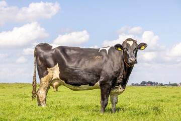 Milk cow black and white, full length on green grass in a meadow, side view, looking at camera and pink udder, blue sky and horizon over land