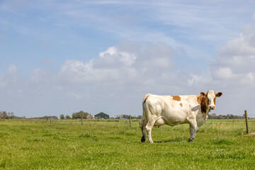 Fototapeta na wymiar Dairy cow, copy space, standing in a field and a blue sky, side view full length and red brown mottled