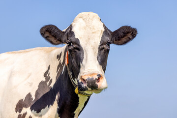 Cute cow looking friendly, portrait of a mature bovine, pink nose, medium shot in front of a blue sky