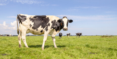 Dairy cow standing on green grass in a meadow, pasture and a blue sky, side view full length