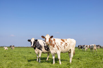 2 cows black red and white, standing full length upright side by side in a field, looking curious,...