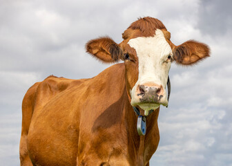 Cow portrait, a cute and calm red and white, pink nose and friendly expression, adorable