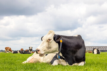 Large cow lies in the field, lying down happy in green grass, black and white, overcast sky and copy space