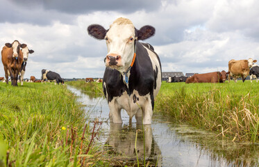 Cow in a ditch cooling, swimming taking a bath and standing in a creek, reflection in water, black and white - obrazy, fototapety, plakaty