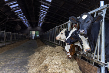 Heifer in barn eating hay, straw in a stable, group of young cows at right side in the stable