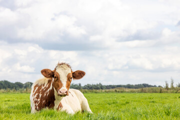 A cow calf red and white in a pasture lying lazy, looking cute, a blue sky, horizon over land - obrazy, fototapety, plakaty
