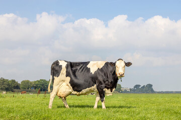 Black and white cow with large full udder, mammary veins standing on green grass in a meadow, pasture in the Netherlands, a blue sky