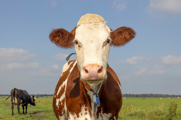 Cute cow looking friendly, portrait of a mature and happy red and white headshot, front view in a pasture