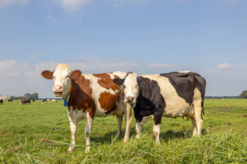 Two cows black red and white, standing upright side by side in a field, looking curious, front view