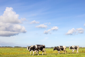 Naklejka na ściany i meble Cows walking in a pasture under a blue sky, herd in a row horizon over land