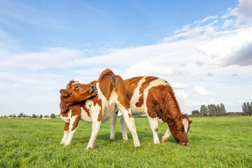 Fototapeta na wymiar Two calf, itch licking back, small udder, grazing calm, standing in a pasture under a blue sky