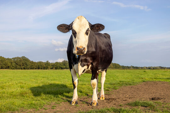 Cow, striped hooves, in a green pasture under a blue sky alone in field, black and white and Fleck Vieh eye patches looking curious, horizon over land