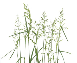 Common bent grasses spikelet flowers wild meadow plants isolated on white background. Abstract fresh wild grass flowers, herbs.