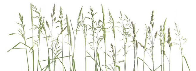 Common bent grasses spikelet flowers wild meadow plants isolated on white background. Abstract fresh wild grass flowers, herbs.