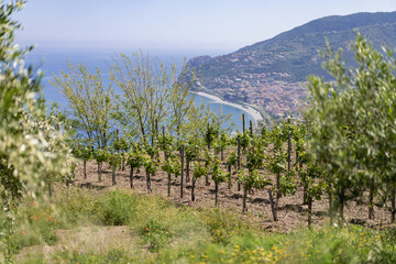 Fototapeta na wymiar Spectacular View from the Vineyard: Hilltop Winery with Ocean and Coastline in the Distance
