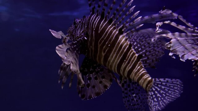 Zebra lionfish or zebra fish, or striped lionfish