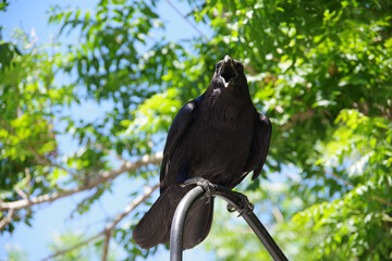 Close-up view of a big aggressive corvus corax western raven