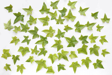 Fototapeta premium Ivy leaves on a white background. Elements for design from ivy leaves.