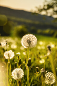 Common Dandelion close up on the green spring meadow near Bolkow, Lower Silesia, Poland
