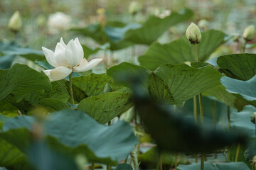 white lotus flower (white lotus flower) in the pond