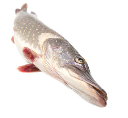 Pike fish isolated on white background.