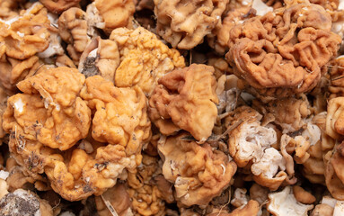 Mushrooms lines giant as a background.