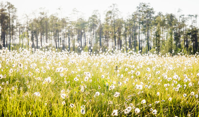 Summer Karelian landscape. Cotton grass flowers in the Karelian swamp at sunset.