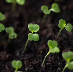 Small green sprouts of seedlings in the ground