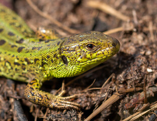 Green lizard on the ground in spring.