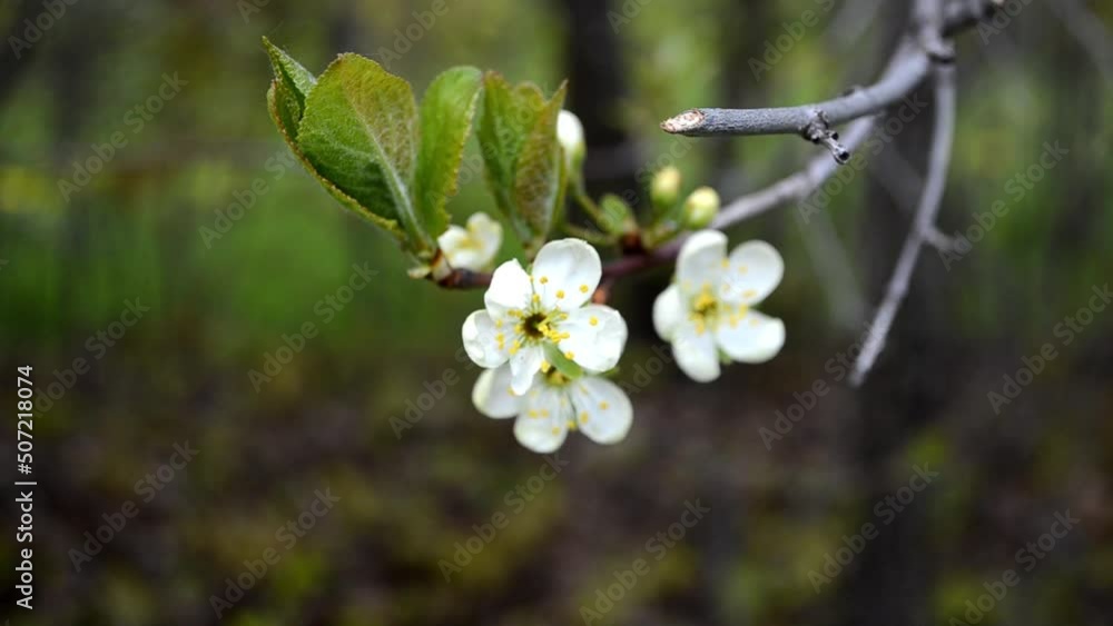 Canvas Prints Plum blossom close up, spring