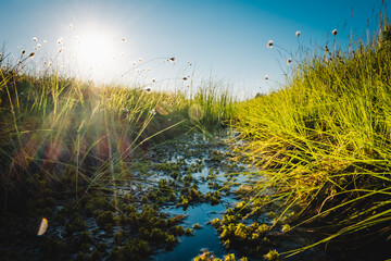 Summer Karelian landscape. Cotton grass flowers in the Karelian swamp at sunset. - Powered by Adobe