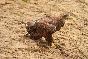 A hunting bald eagle walks with great strides over the sand. Sharp nails in the claws. Detailed, yellow beak brown feathers