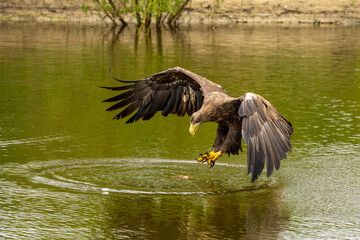 A hunting European eagle makes the landing above water, trees in the background. Grabs the prey in the lake with its claws. Detail, fish, impressive