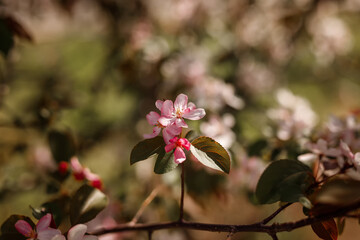 Blooming apple tree in spring time.