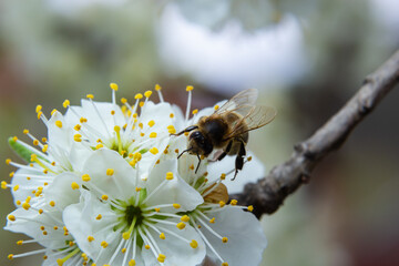 Honey bee flies, feeding and pollinating plum flowers in a plum orchard