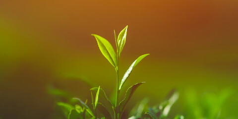 Fototapeta na wymiar Tea bud and leaves on tea tree growing on Sri Lanka tea plantations. High quality advertising banner photo with copy space background for text
