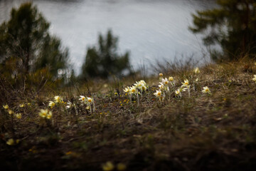 Red Book rare flowers pasque-flower (Anémone pátens) Sleeping grass, or Openworm (Lat. Anémone pátens), (Pulsatílla pátens) - a perennial herbaceous plant, the family Ranunculaceae (Ranunculaceae)
