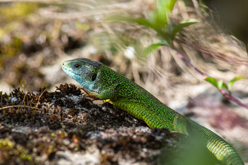 Green lizard, Lacerta viridis, is a species of lizard of the genus Green lizards. Lizard on the stone