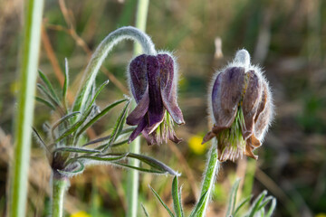 Pulsatilla patens. Pulsatilla easter flower on the meadow. Pulsatilla pratensis blooming. fluffy...