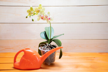 Home indoor watering can, a bag with bark for planting orchids and a healthy orchid plant on a...