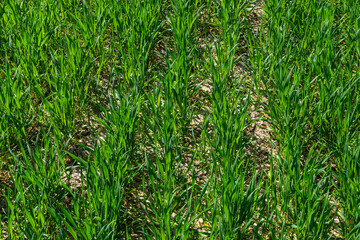 Young wheat seedlings growing in a soil. Agriculture and agronomy theme. Organic food produce on field. Natural background