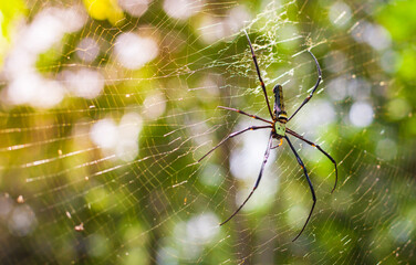 spider in a web on a blurred natural green background. Selective focus. High quality photo