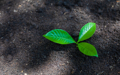 The seedlings grow in the soil for planting. Cultivation for agriculture. Agriculture industry.