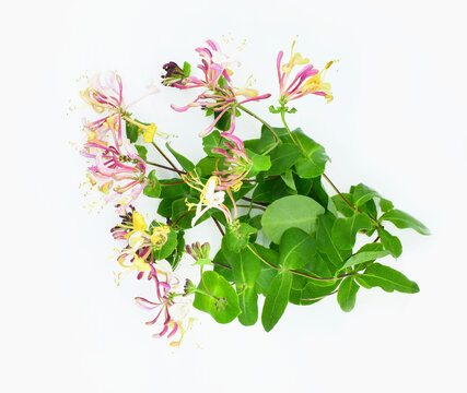 Flowering honeysuckle branch isolated on white background.